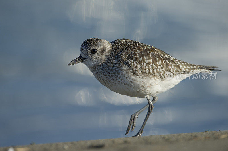 黑腹鸻(Pluvialis squatarola)